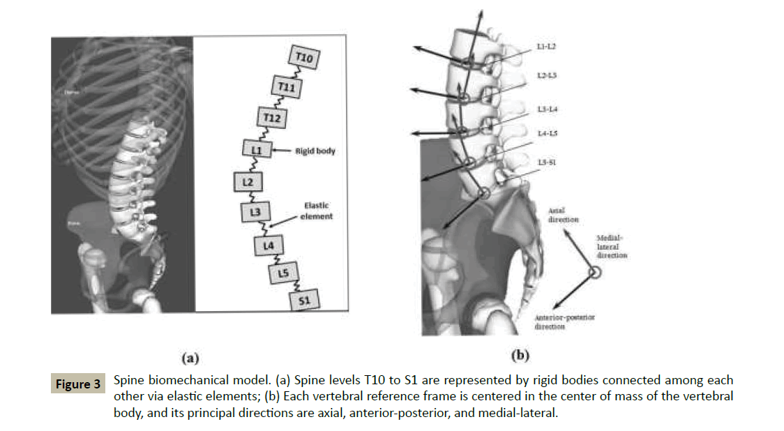 spine-Spine-biomechanical-model